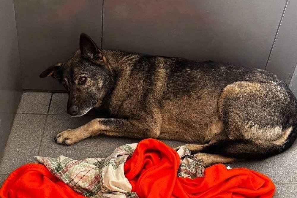 Додо Пицца становится pet-friendly: как скандал с собакой изменил политику сети