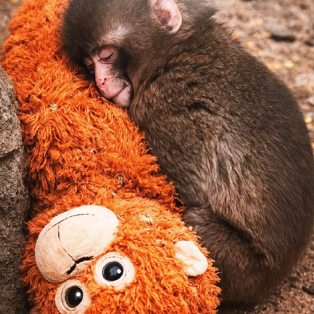 Как игрушка IKEA стала мамой для обезьяны: теперь её продают в России