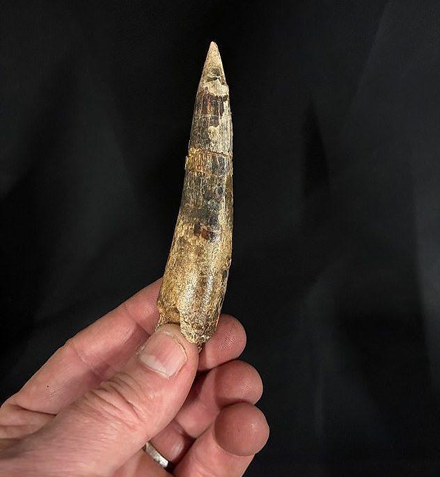 Драконы существовали в реальности. Учёные обнаружили в Африке останки древнего гиганта, невероятно похожего на мистическое чудище из сказок