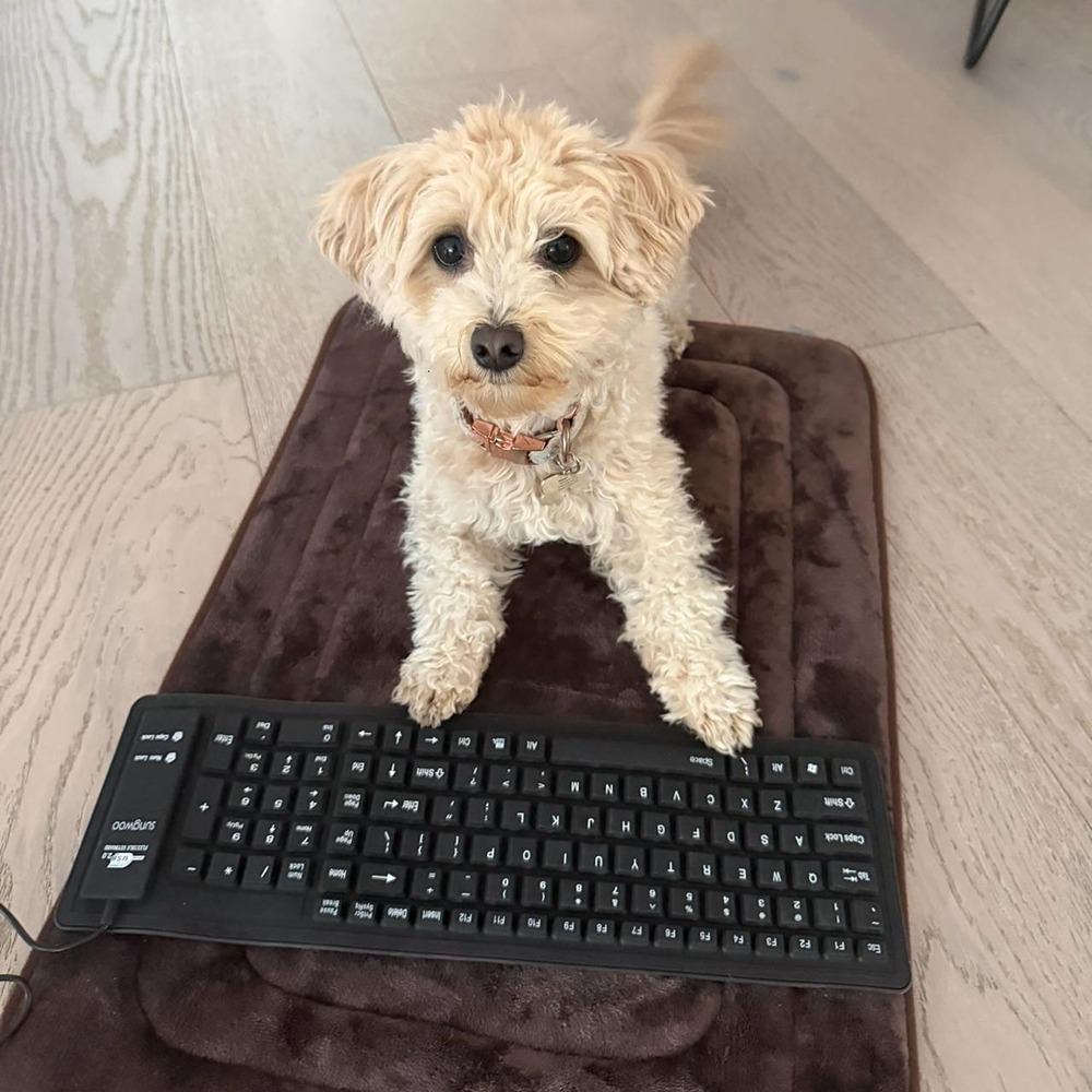 Собака создала игры с помощью ИИ: история Момо и её программиста