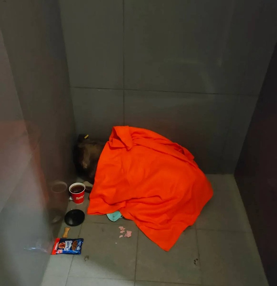 Как скандал с курьером изменил политику Додо Пиццы: все точки станут pet-friendly