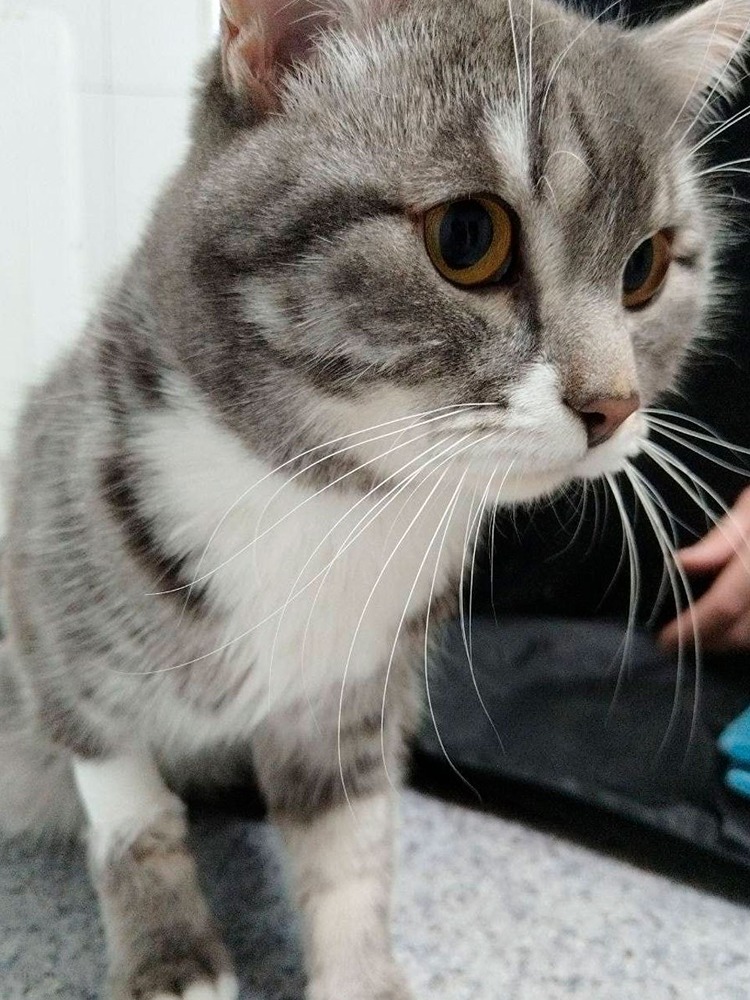 Как ветеринары спасли кота после случайной стирки: история чудесного спасения