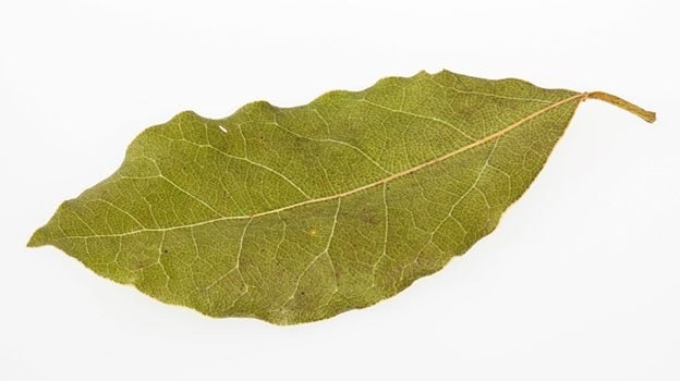 США и Россия возродили масштабную торговлю. В прошлом году США закупили в России рекордное количество лавровых листьев, почти на $10 тысяч