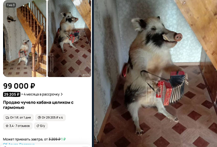 Кабана, играющего на гармони, продают на Авито. Продавец уверяет, что поймал его сам, и просит 99 тысяч рублей