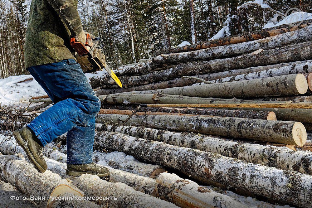 Спад леспрома пошел на пользу лесам России: 79 регионов восстановили больше, чем вырубили