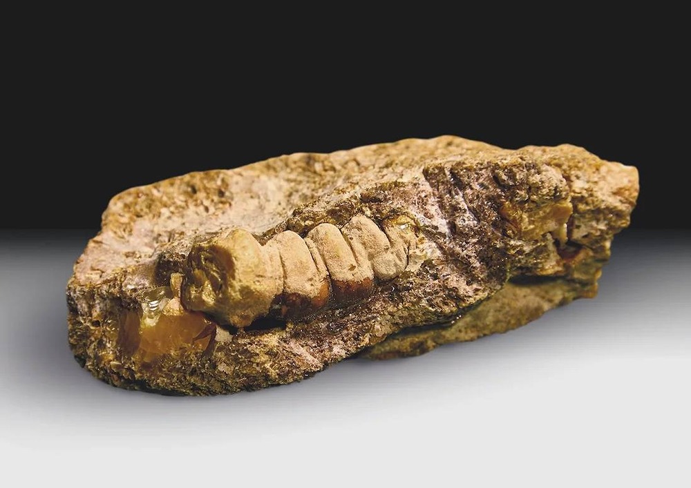 Уникальная находка в Янтарном комбинате: янтарь с отпечатком древнего жука