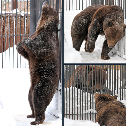 Весеннее пробуждение в Лимпопо: бурые медведи вышли из спячки раньше срока