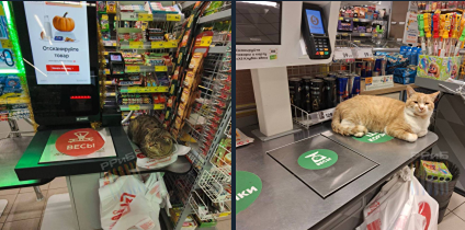 У касс самообслуживания в магазинах появились самые строгие контролёры - котики
