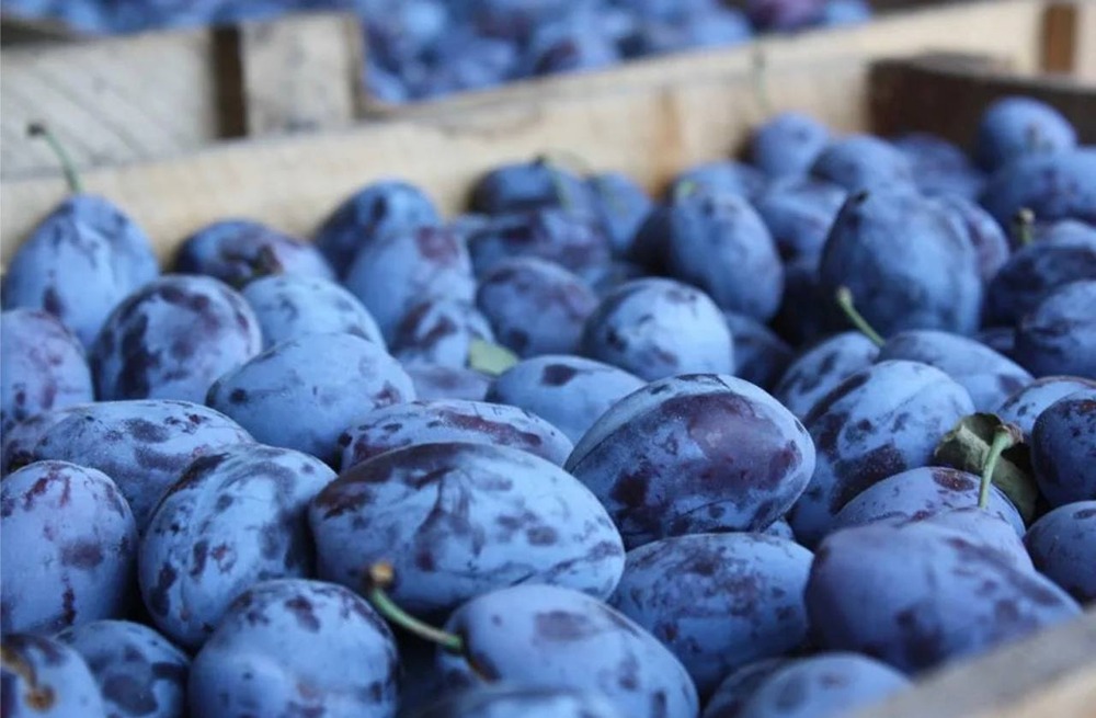 Правда ли, что наночастицы из сливы помогают при колите: снижают воспаление, нормализуют микробиоту и поддерживают здоровье кишечника?