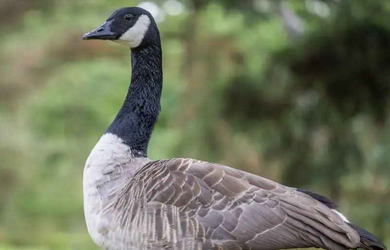 Гуси-вредители разгромили многолетнюю выставку растений в Германии: что пошло не так?