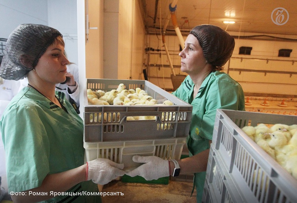 Производство птицы падает: как это влияет на цены в магазинах?