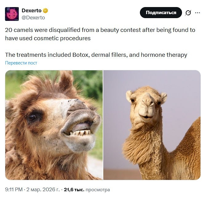 20 верблюдов выгнали с конкурса красоты за ботокс и силикон