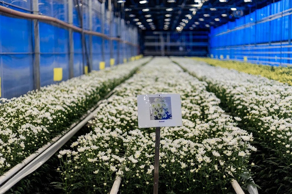 От орхидей до хризантем: как Сибирь станет цветочной столицей России