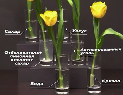 Как сохранить букет тюльпанов свежим: результаты эксперимента SHOT