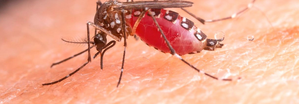 Комариная угроза: этой весной россиян ждёт небывалое нашествие кровососов