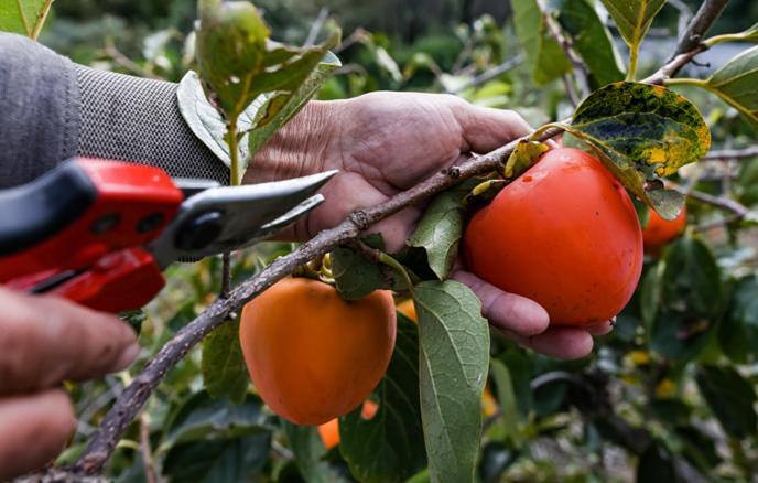 Новый ГОСТ на хурму: какие требования будут предъявляться к плодам с 2026 года