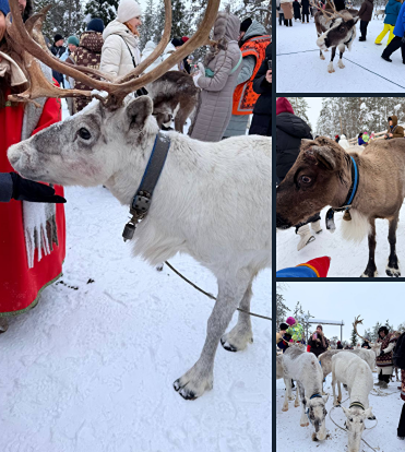 Куда поехать, чтобы увидеть ручных оленей и прокатиться на санях — лучшие места в России