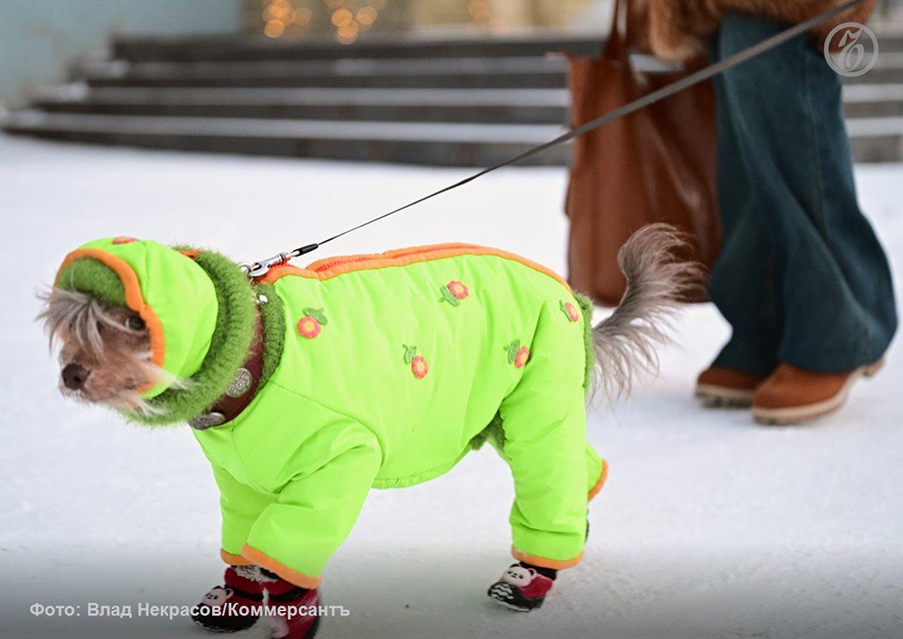 Зима в плюсе: комбинезоны для собак покупают на 30 % чаще