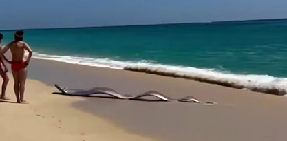 Правда ли, что «рыба Судного дня» предвещает землетрясения