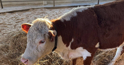 Что подарили Лукашенко?