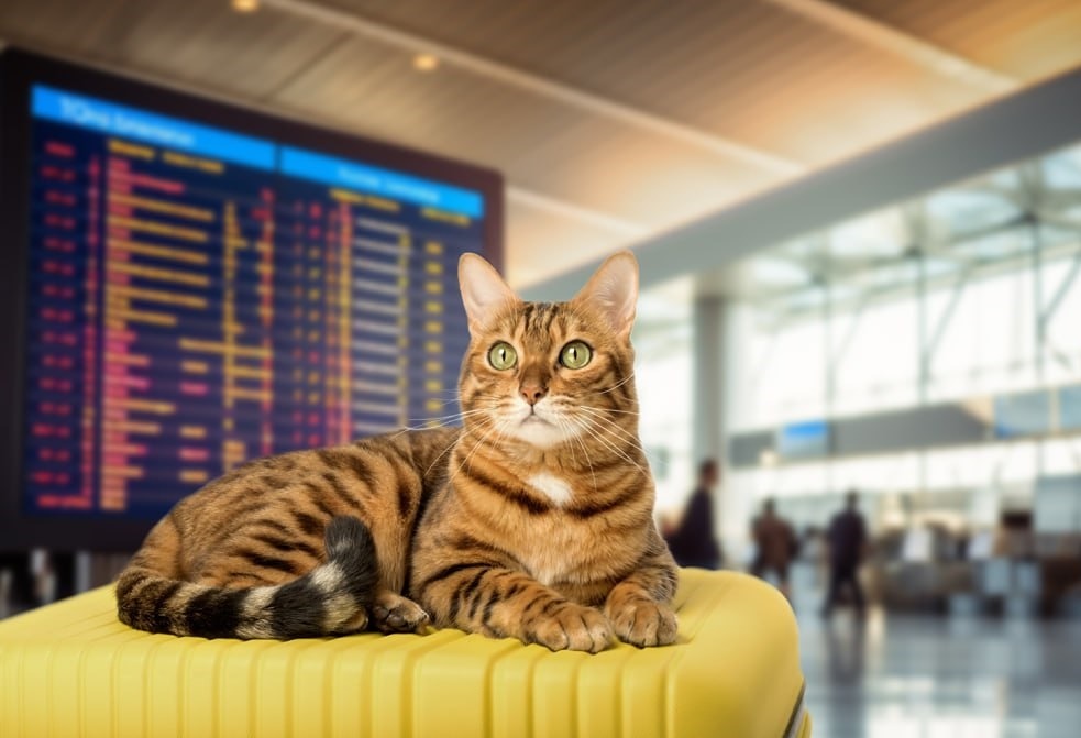 Можно брать в самолёт животных?