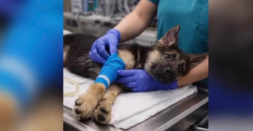 Мошенничество с питомцами: мошенники используют ИИ для создания фальшивых фото