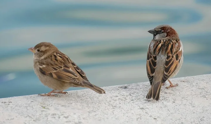 Сколько воробьёв живёт в Москве?
