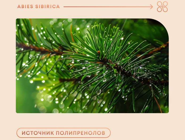 В чём польза полипренолов в BioSetting и почему их сочетание с дигидрокверцетином так важно