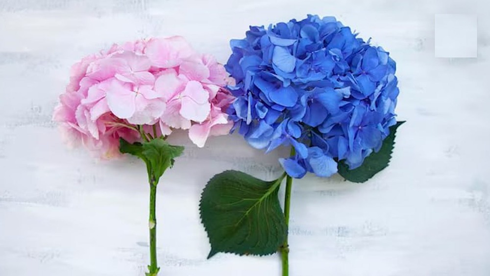 Действительно ли недорогие букеты с гортензиями скоро исчезнут из цветочных магазинов