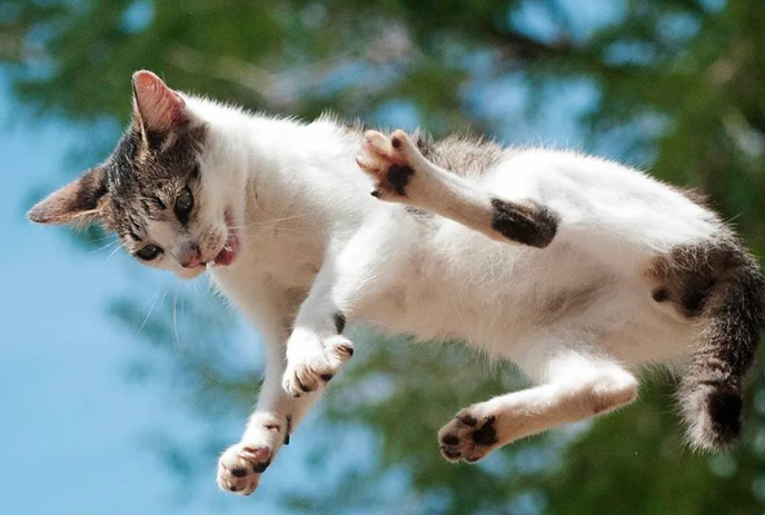 Почему кошки всегда приземляются на лапы? Учёные раскрыли секрет