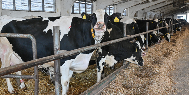 Скот изымают, помощь готовят: что происходит с животноводством в Новосибирской области?