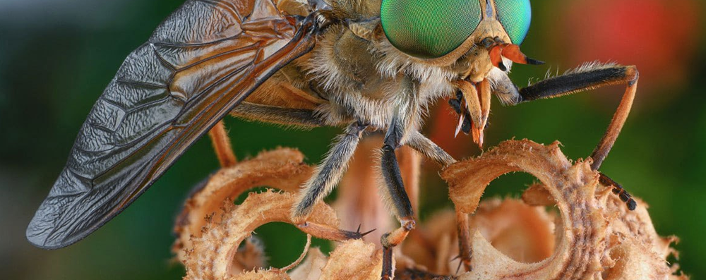 Укусы слепней — угроза здоровью? Раннее появление насекомых в России