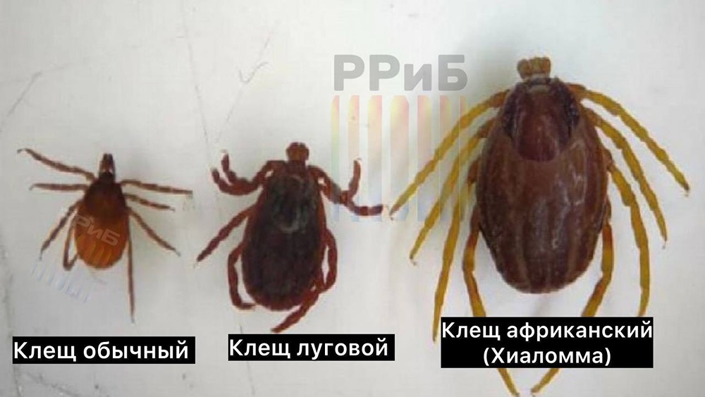 Не убежите: гигантские клещи‑мутанты пришли в Россию
