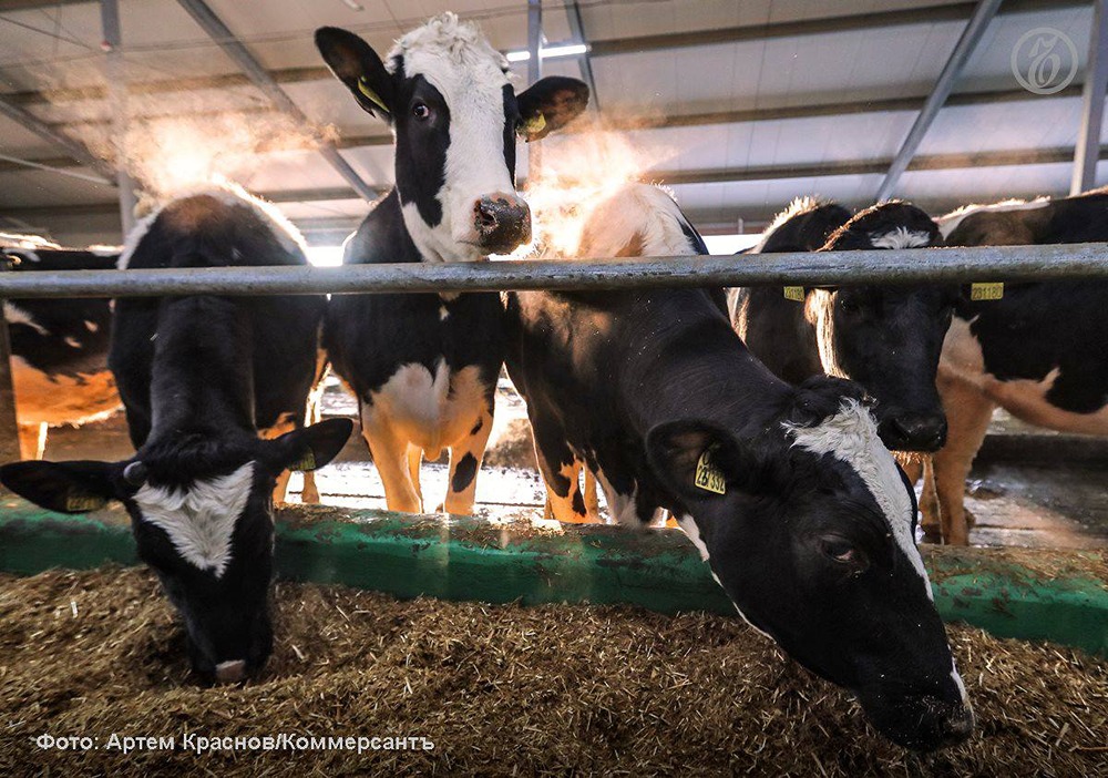 Какие выплаты положены за изъятых животных в Новосибирской области?