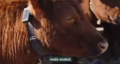 $2 млрд в ошейники: как ИИ управляет стадами без заборов