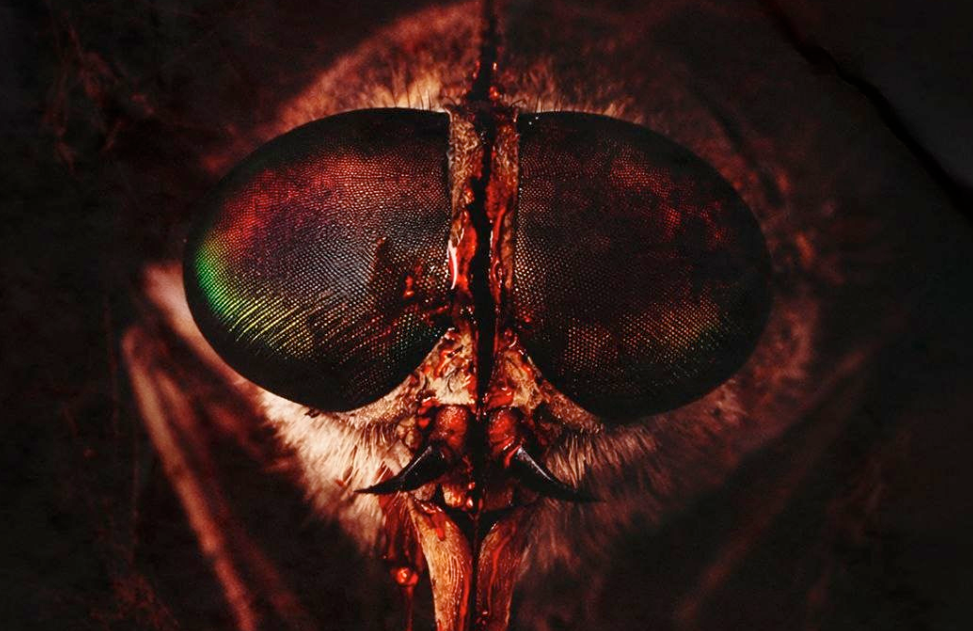 Вампир от мира насекомых: почему слепень опаснее комара?