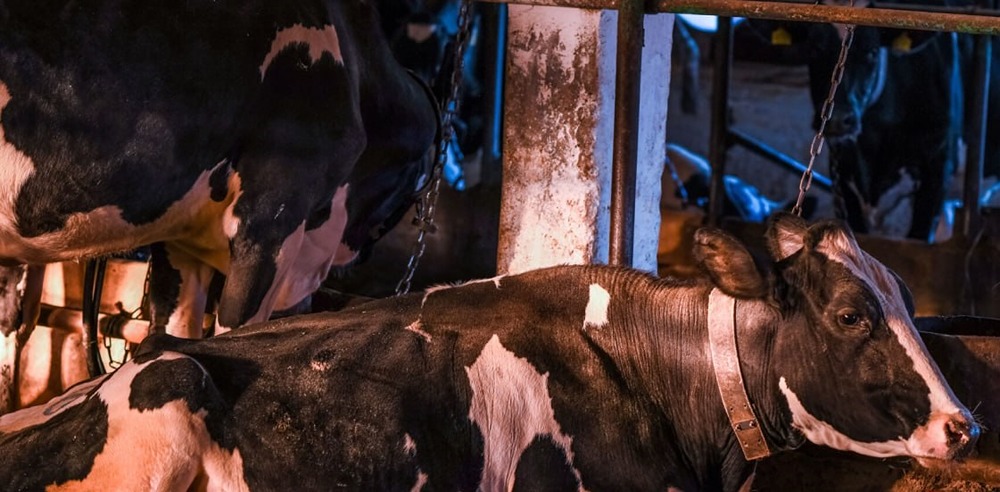 Вспышка пастереллеза: где в Новосибирской области ещё изымают скот?