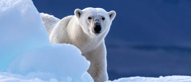 Почему растёт численность белых медведей в Якутии?