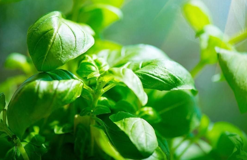 Секрет молодости мозга — в базилике: учёные раскрыли механизм