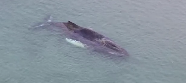 Битва за жизнь: спасение 10‑метрового кита в Балтике.