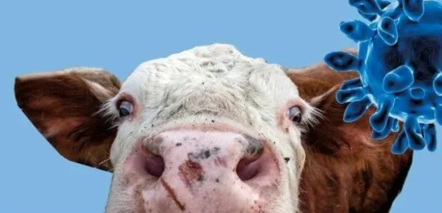 Ящур в России: почему USDA говорит о вспышке, несмотря на официальные данные?