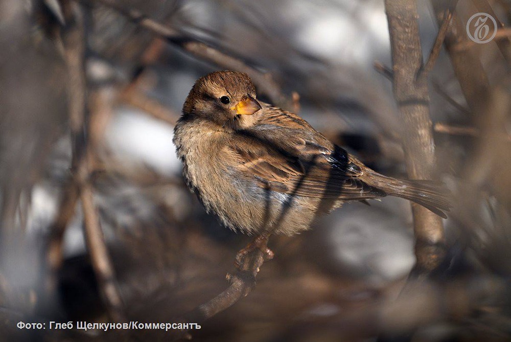 Удивительное рядом: 1 апреля — не только смех, но и День птиц