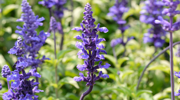 Россиян могут оштрафовать или даже посадить за выращивание шалфея предсказателей