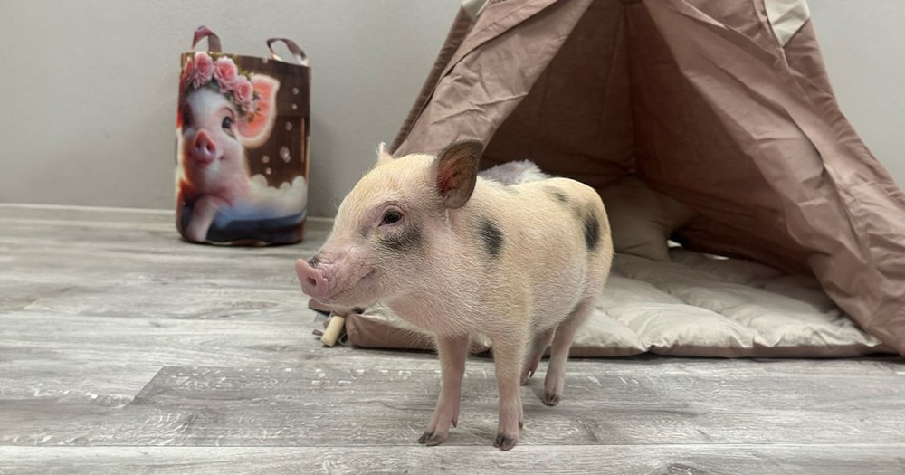 В Москве появилось удивительное антикафе, где можно увидеть и даже погладить очаровательных мини-пигов