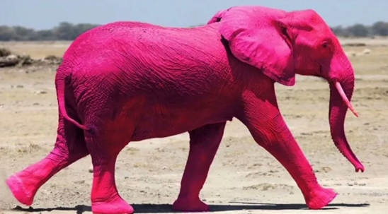 Розовый слон в «розовом городе»: фотосессия вызвала бурю в Индии