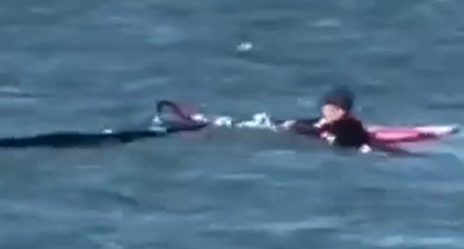 На волосок от беды: сёрфингист встретился с китом у Сан‑Франциско