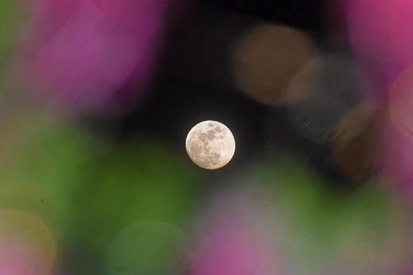 Ночью над Землёй взошла «Розовая Луна»