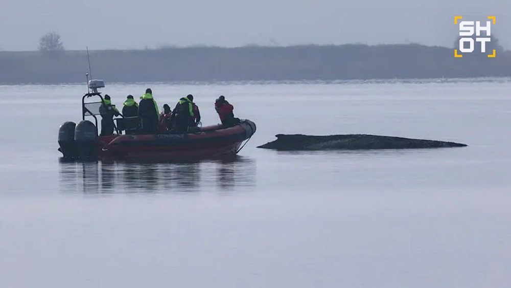 Трагедия Тимми: сможет ли кит выбраться на этот раз?