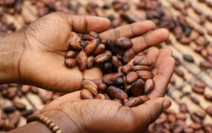 К 2050 году шоколад может почти исчезнуть — предупреждают эксперты