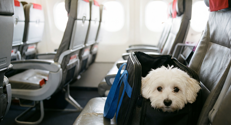 Собаки или кошки — кто чаще путешествует с хозяевами на самолёте